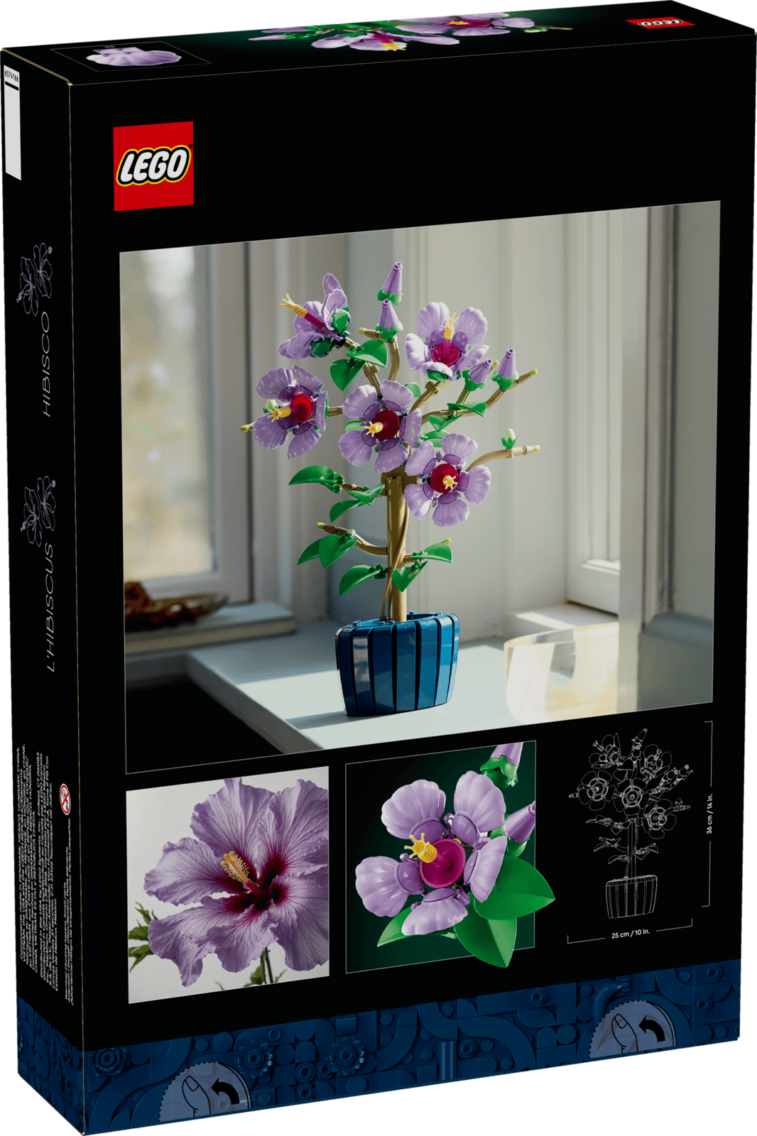 Hibiscus 10372