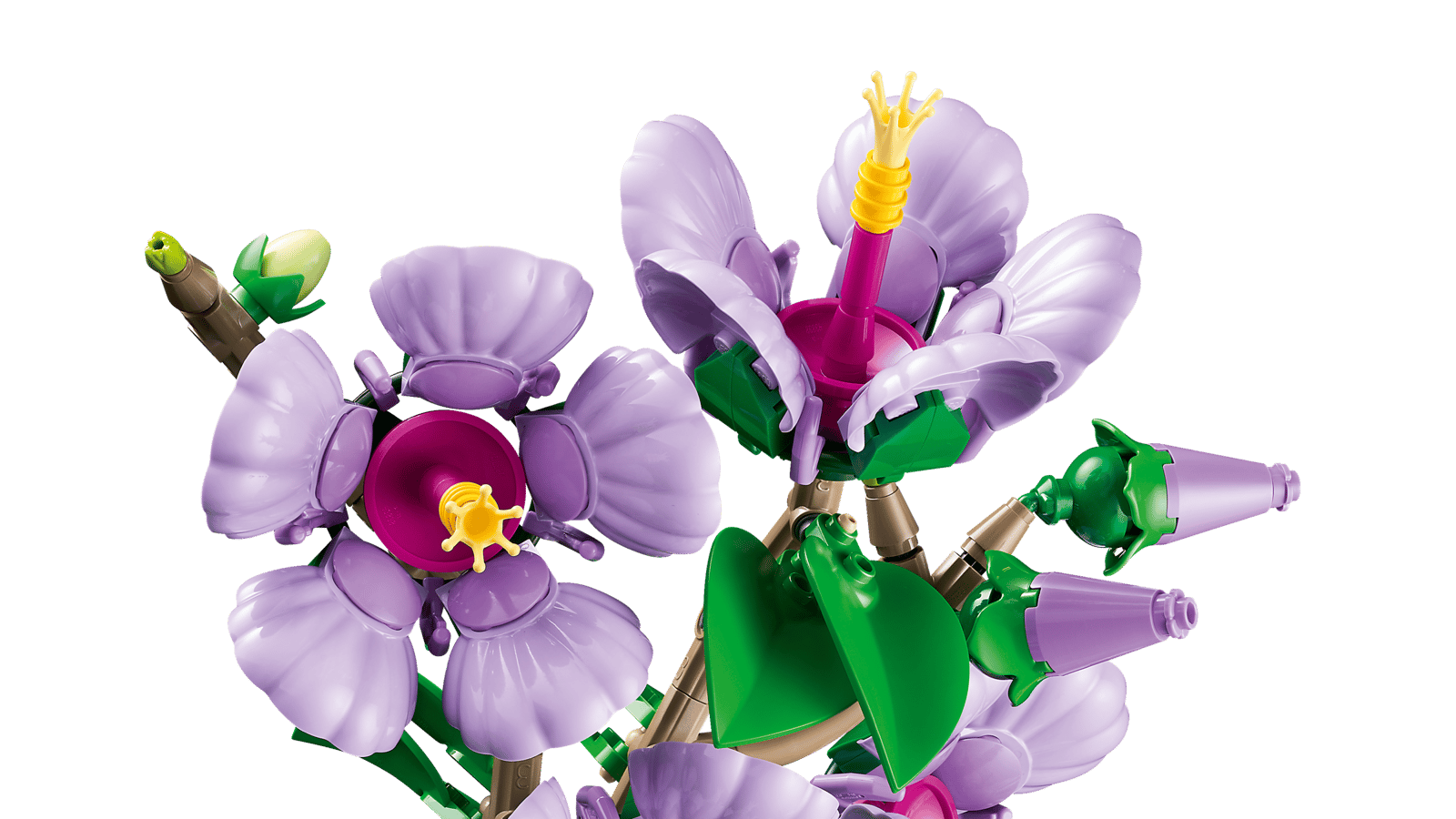 Hibiscus 10372