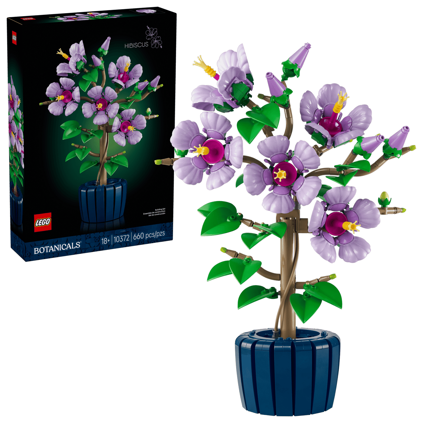 Hibiscus 10372