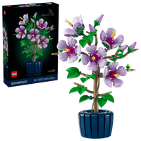 Hibiscus 10372